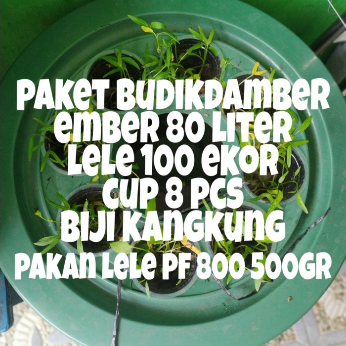 Terlaris Ember Ternak Ikan / Budikdamber Ikan Lele / Ember Budidaya Ikan Lele