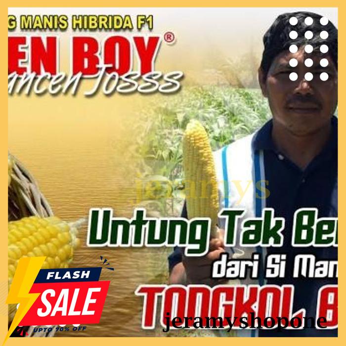 TERHITS BENIH-BIBIT JAGUNG MANIS GOLDEN BOY (BISI) 