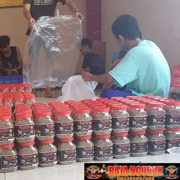 Terlaris Pur Raja Ngurak Voer Mabung Cepat Tuntas