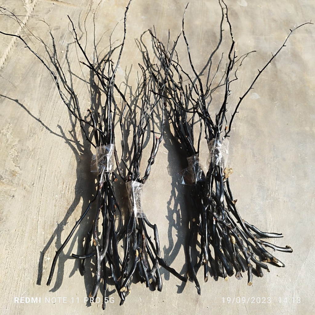 Bahan akar bahar hitam/bahan akar bahar per iket/bahan size kecil/bahan/akar bahar isi 10 pcs