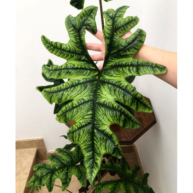 BISA COD Alocasia Jacklyn sp Sulawesi / keladi tanduk rusa jeklin jacklin /GUNTING DAHAN/BIBIT