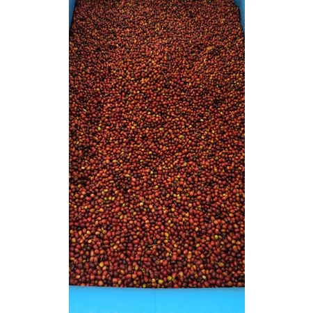 

Green Bean Arabika Gayo Full Wash 500Gr (Biji Mentah)