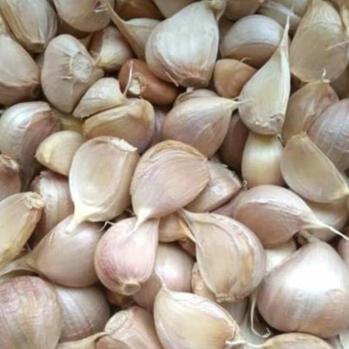 

JSQP9199 COD BAWANG PUTIH KATING /KG