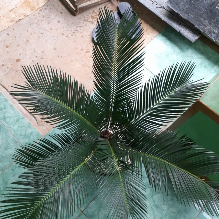 PROMO BIBIT TANAMAN HIAS SIKAS SERIT BATANG PENDEK// TANAMAN HIAS SIKAS 50CM TERLARIS