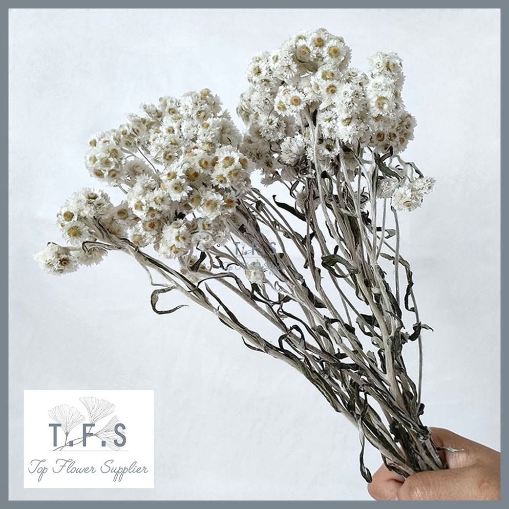 PROMO AWAL TAHUN  Dried Premium Edelweiss Bunga Kering Asli Dekorasi Hias Vas Meja Rumah