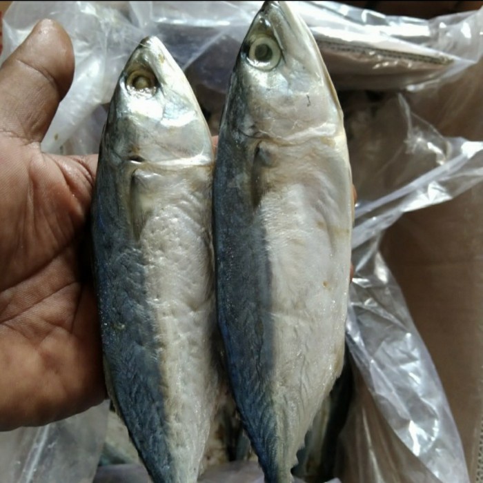 

ikan asin peda putih super - 1kg