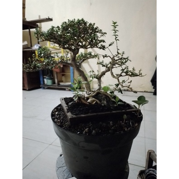 Bibit Bonsai Sancang