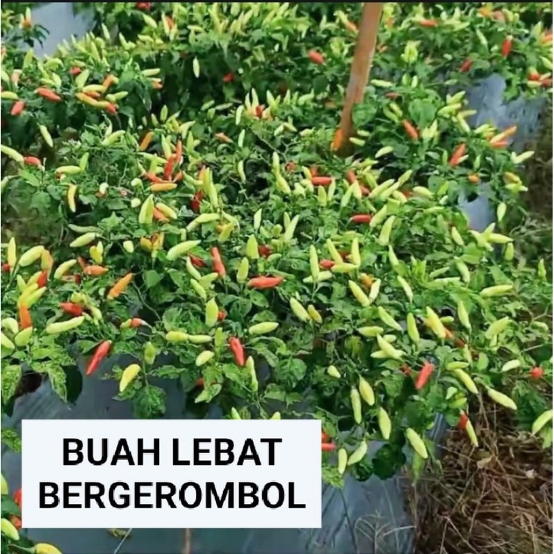 50 biji BENIH CABAI RAWIT ORION HIJAU F1 BENIH CABAI UNGGUL BENIH CABAI TAHAN VIRUS BENIH CABAI RAWI