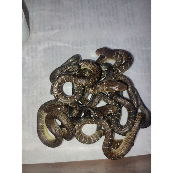 ptyas koros size baby