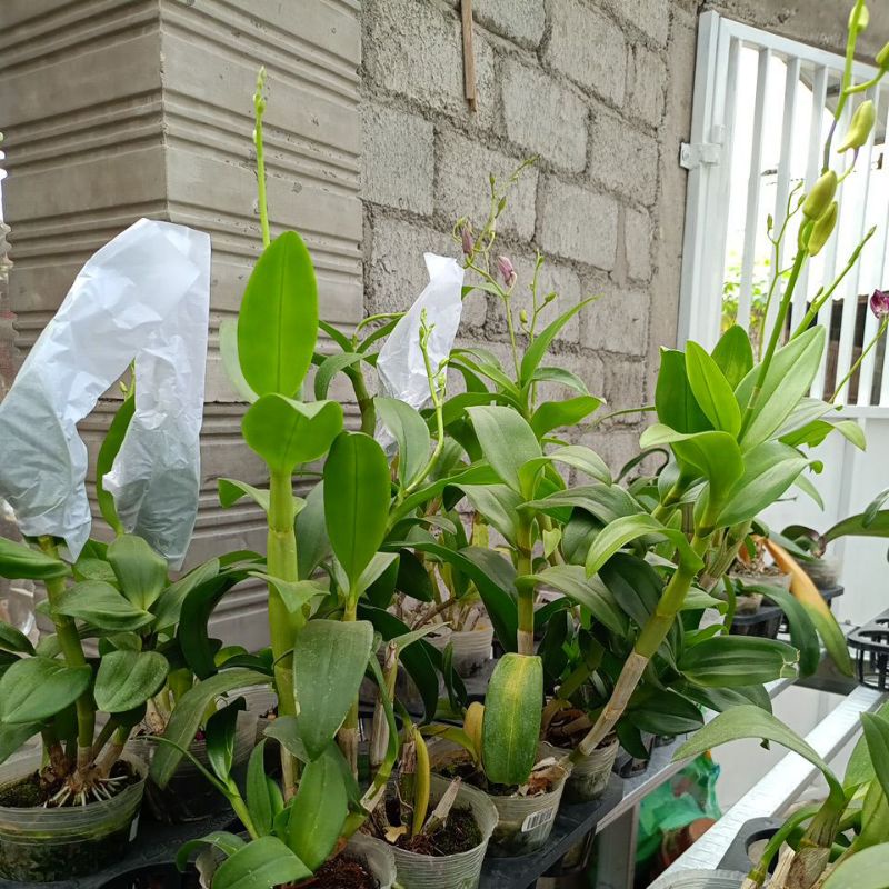 anggrek dendrobium id baru