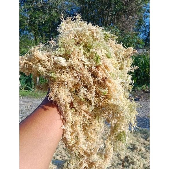 Spagnum moss/Moss putih 1kg