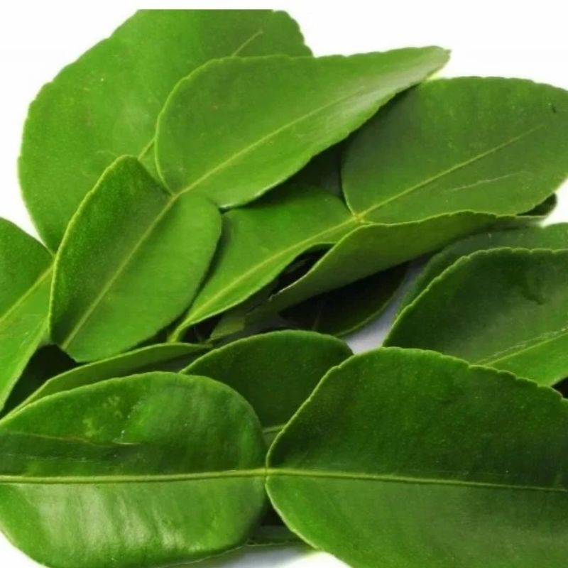 

Daun jeruk nipis fresh murah terlaris di ambil dadakan