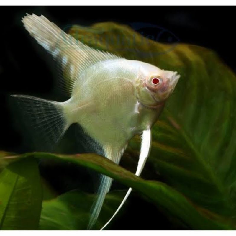 manfish angelfish albino red eye / ikan layang albino red eye / manfish red eye