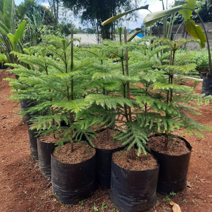 TERLARIS tanaman hias cemara norfolk tinggi 1 meter pohon cemara norfolk /GUNTING DAHAN/BIBIT