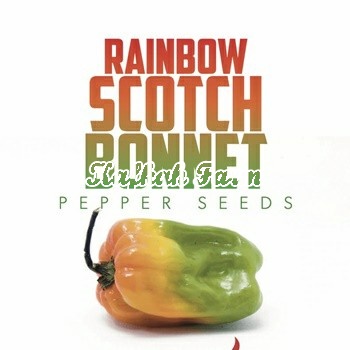 Benih 5 Biji PEPPER Scotch Bonnet Rainbow