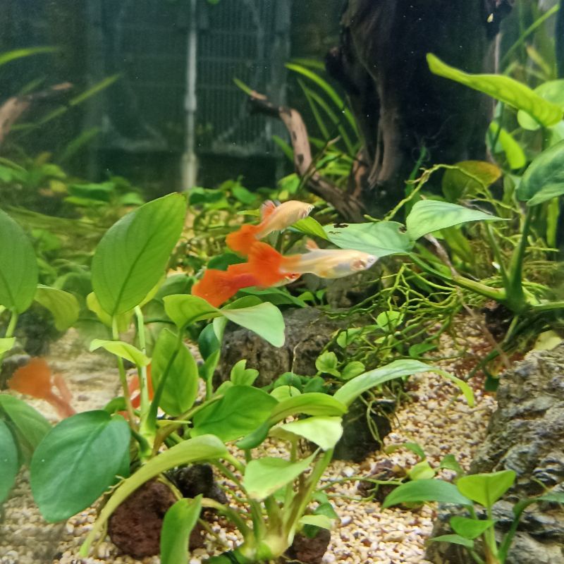 Bonus packing ikan guppy AFR BIG DORSAL hiasan akuarium aquascape