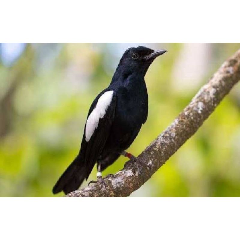 Burung Kacer dada hitam pilihan