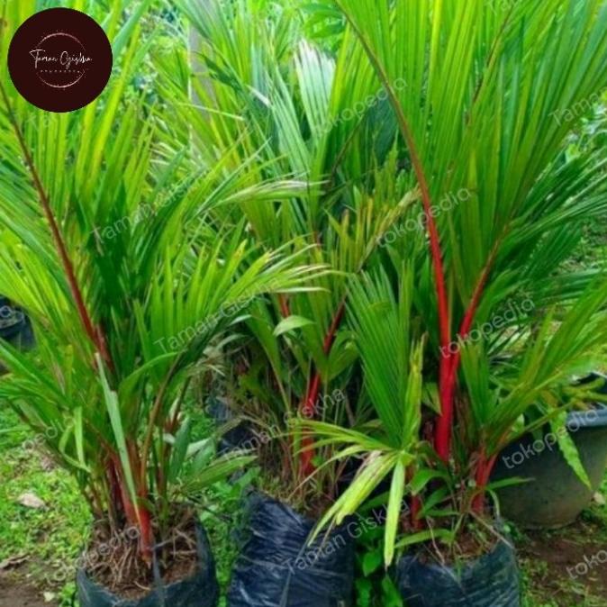 TANAMAN PALEM MERAH 1 METER Cantik|Bagus 585