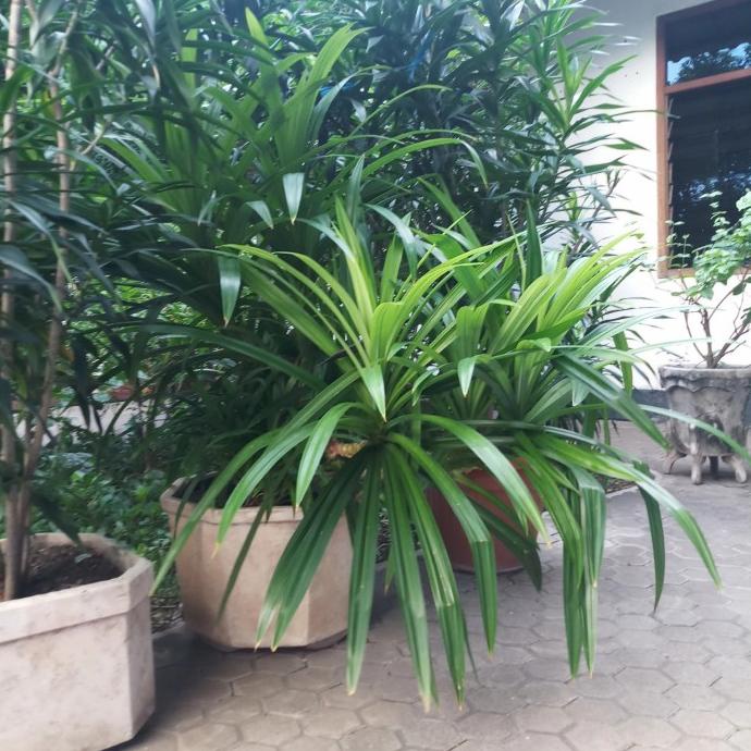 

Produk Unggulan] Daun pandan wangi. daun pandan