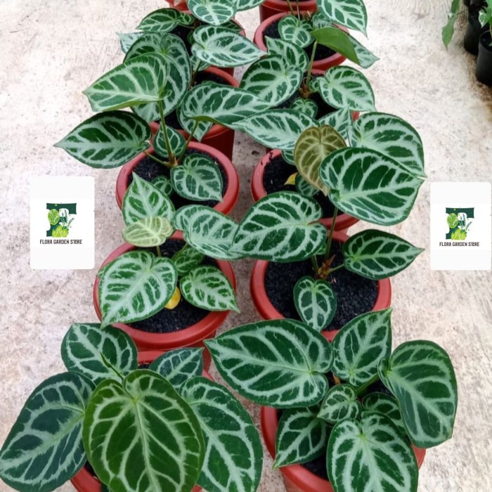 TANAMAN HIAS ANTHURIUM DORAYAKI MANGKOK - KUPING GAJAH DORAYAKI