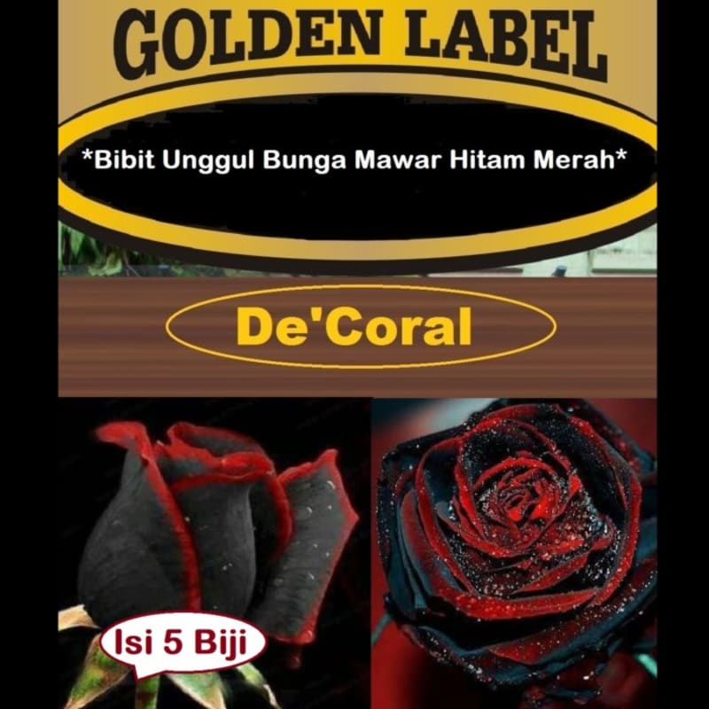 Bibit Unggul Bunga Mawar Hitam Merah|Benih Bunga Mawar Hitam Merah