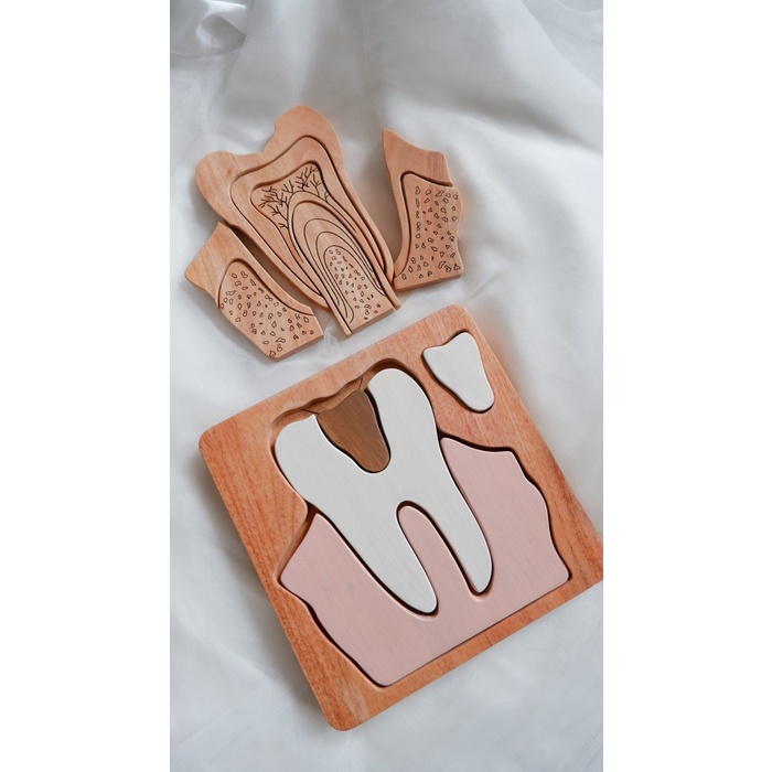 

Qlambu Tooth Anatomy Puzzle Mainan Dokter Gigi Puzzle Anatomi Gigi