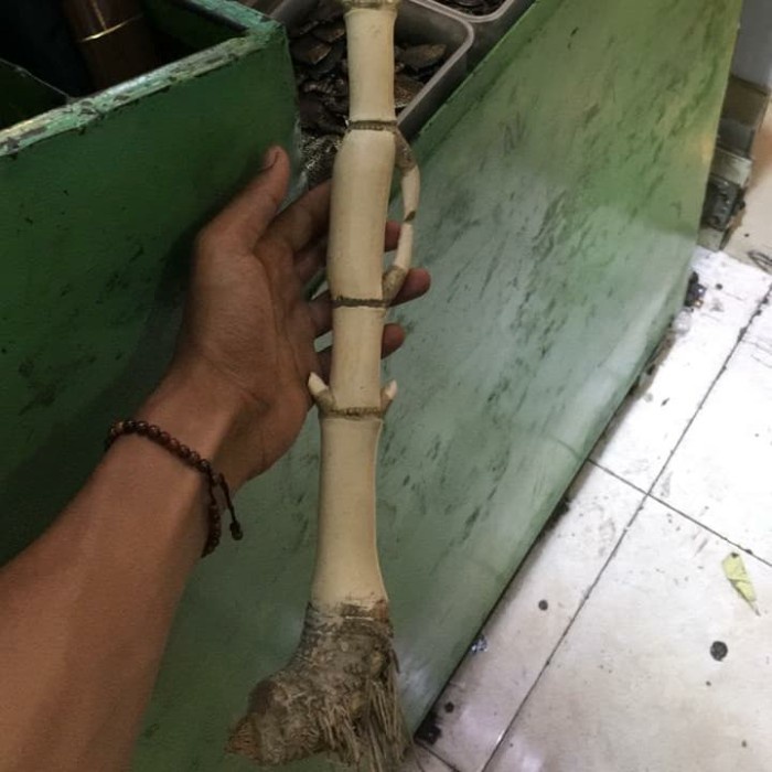 [COD] Koleksi Bambu Buta Petuk Panjang Terbaru