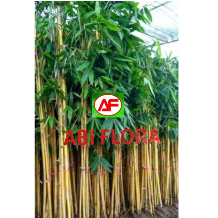 ✨COD Bambu Kuning Panda / Bambu Panda / Bambu Kuning Murah Bisa Gojek