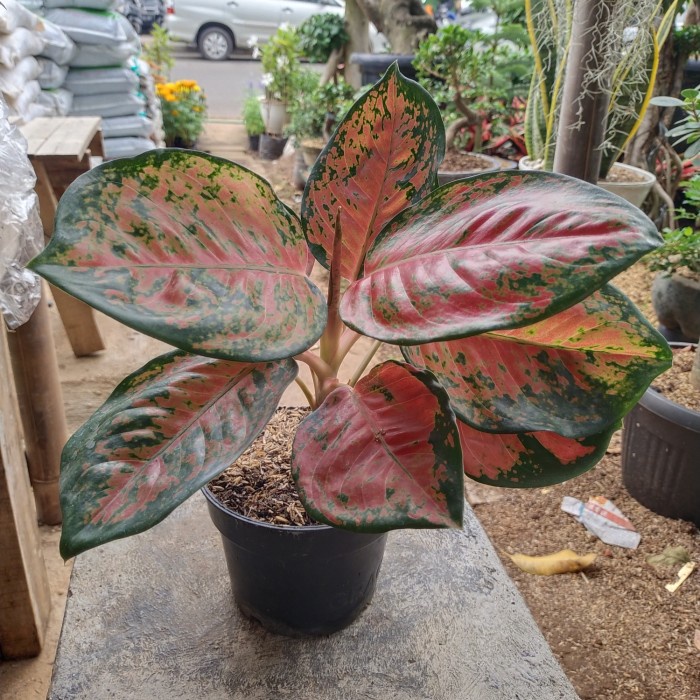 ✨Baru Tanaman Hias Aglonema Kochin Brown Berkualitas