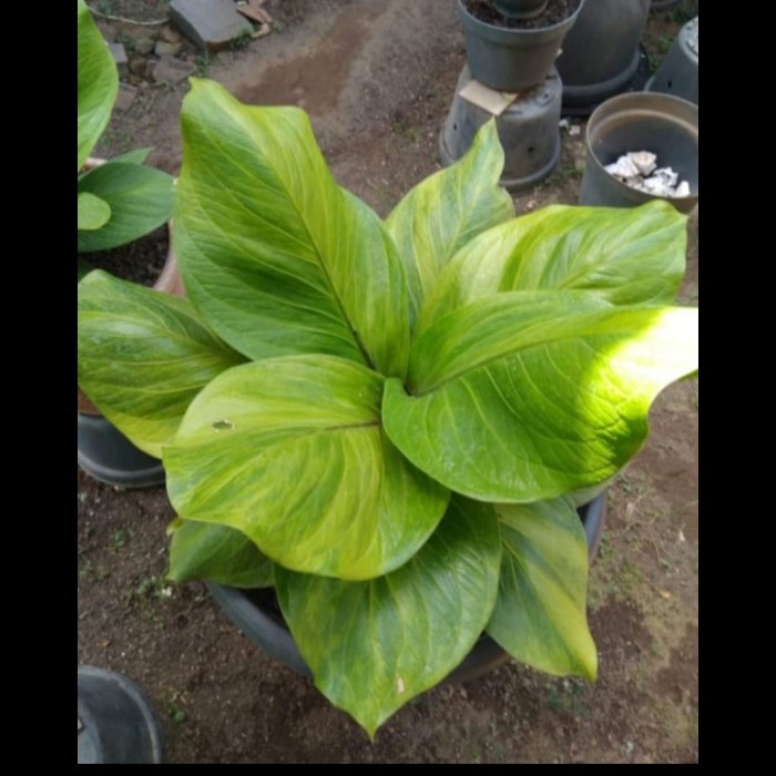 ✨Baru Anthurium Cobra Catalog Varigata  Ori  Masih Nempel Bonggol Diskon