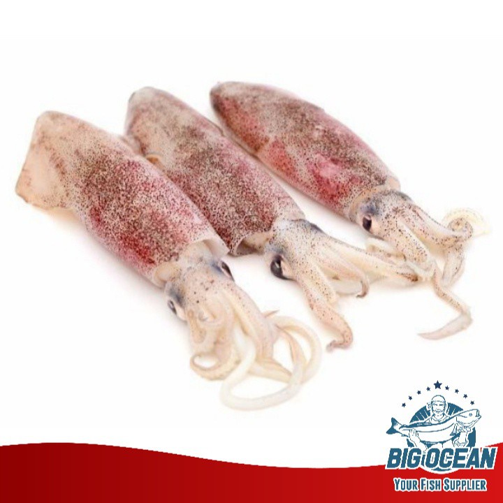 

Cumi Segar medium +-15cm @500gr