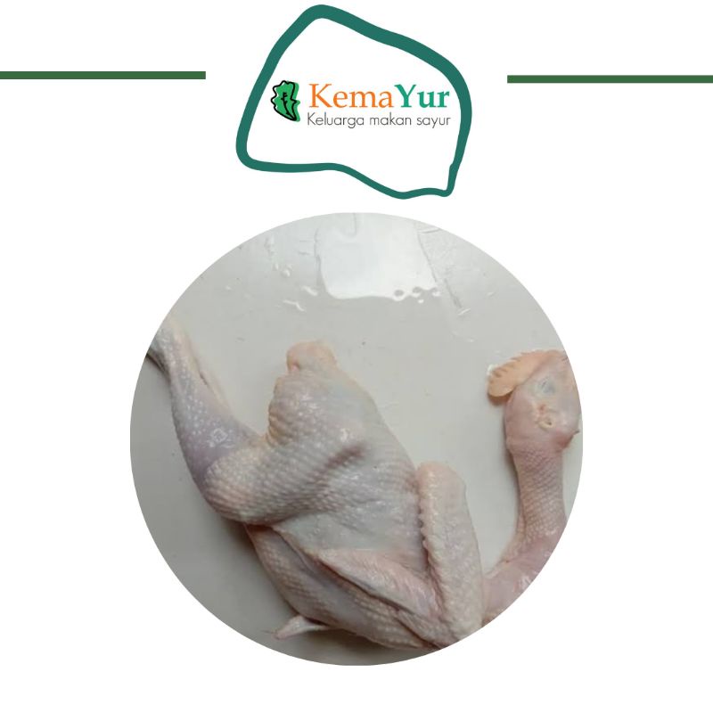 

AYAM PEJANTAN 1 EKOR