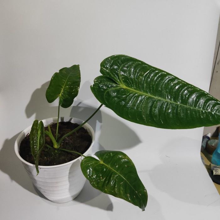 [New Ori] Anthurium Veitchii Bisa Sameday