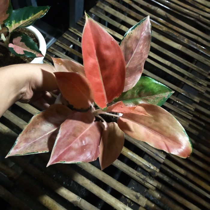 [New Ori] Aglonema Kochin Brown Terbatas
