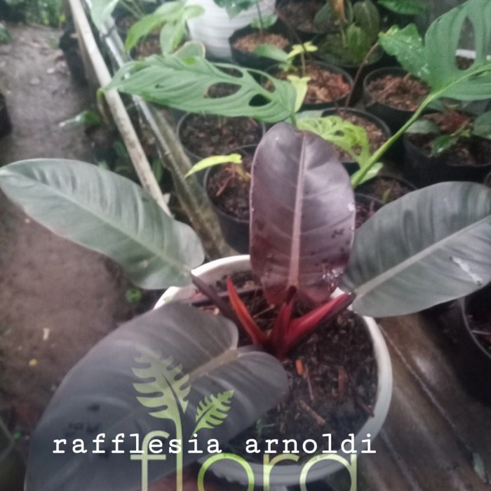 [New Ori] Tanaman Hias Philodendron Red Cardinal Terbaru