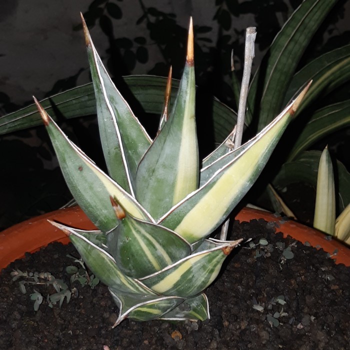 [New Ori] Tanaman Hias Sansevieria Pinguicula Varigata Bisa Sameday