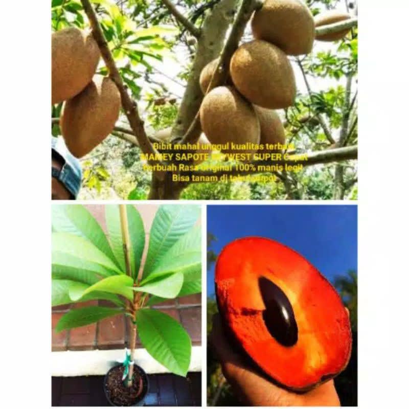 BIBIT MAME SAPOTE MAGANA // MAMEY SAPOTE
