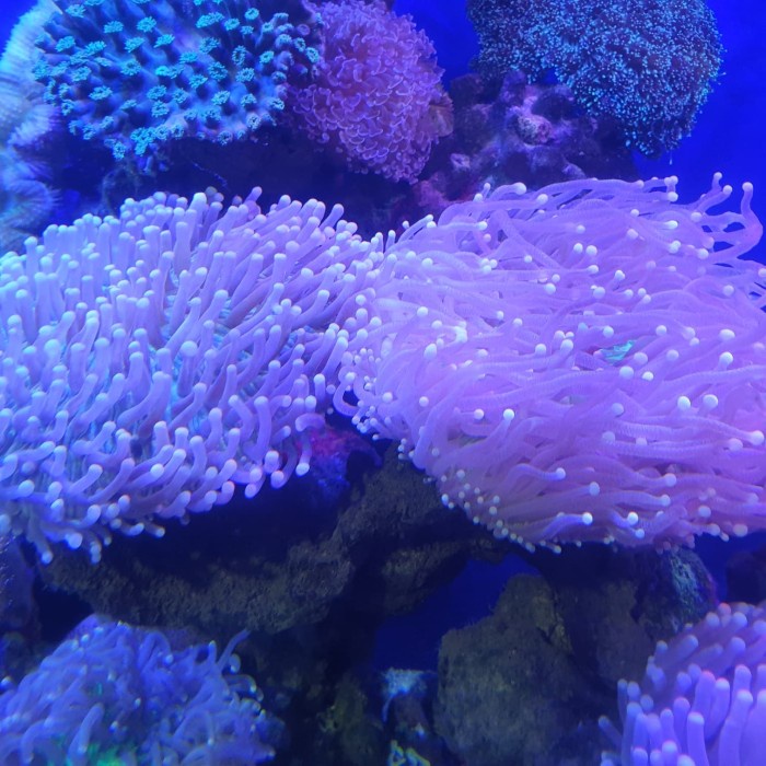 Promo Tanaman Hias Laut Karang Piring Anemon