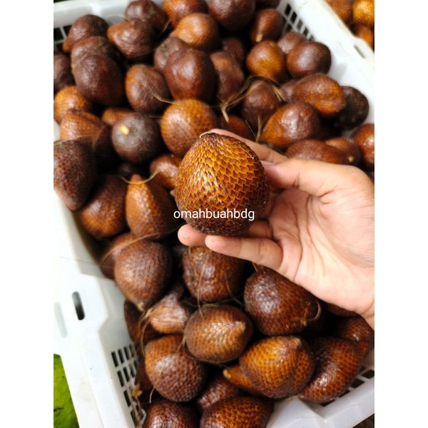 

Salak pondoh tangkai