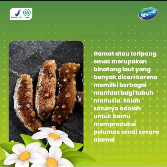 

TOP TRENDING ''PROMO TERBAAATAS''!!!GAAMAAAAMHIIIILK - SUSU ETAWA PLUS GAMAT SOLUSI MASALAH SENDI DAN TULANG. TERBARIK DI PAGE INI