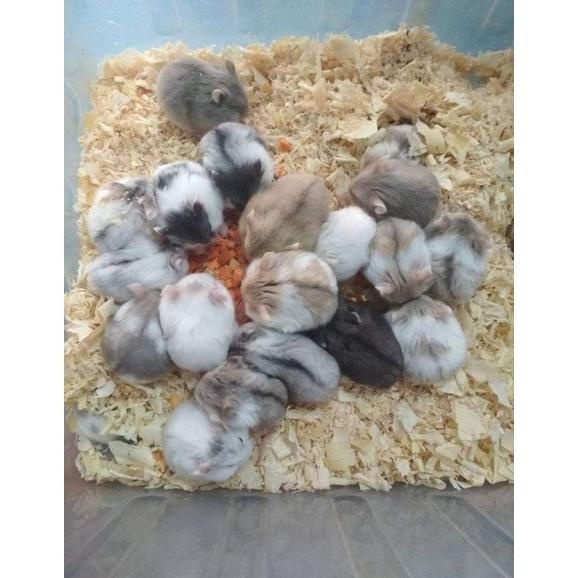 Big Sale MAINAN Hamster Campbell Ter Lucu Gemoy 