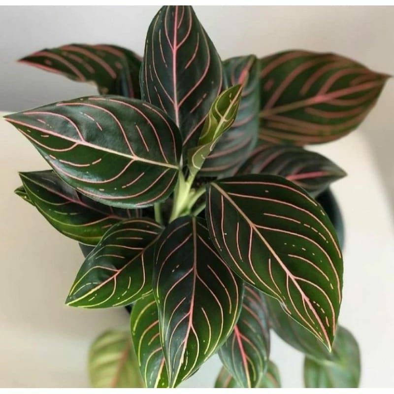 (BISA COD) TANAMAN HIAS AGLONEMA ROTUNDUM ACEH-AGLONEMA ROUTUNDUM ACEH