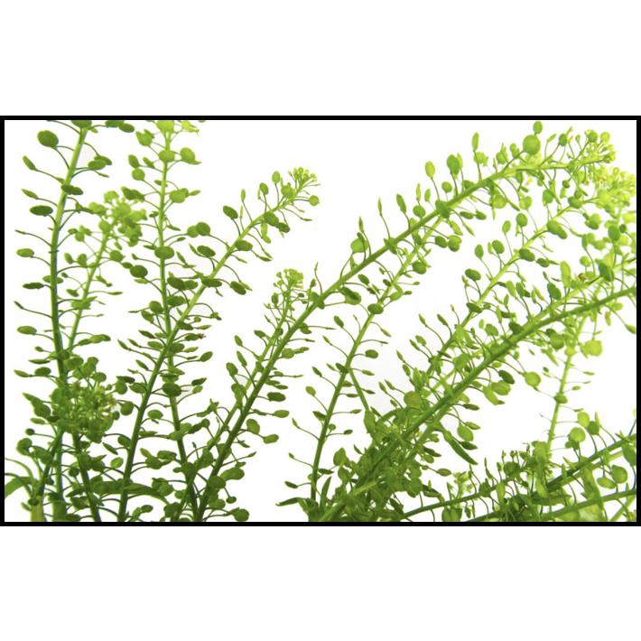 

DISKON DAUN GREEN BELL THLASPI FRESH !!!!