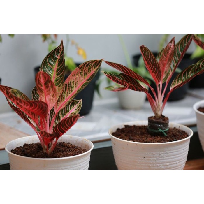 NEMA GROW pupuk aglonema, pupuk aglonema komplit, pupuk aglonema