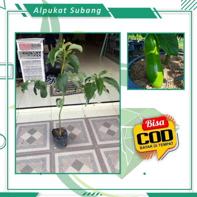 Bibit Alpukat Subang 1 Meter Tanaman Buah Alpukat Kelud Bibit Buah -Terlaris