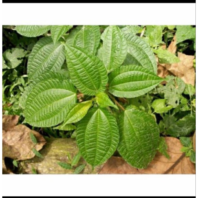 

100gram Daun Pohpohan Segar Petik Langsung