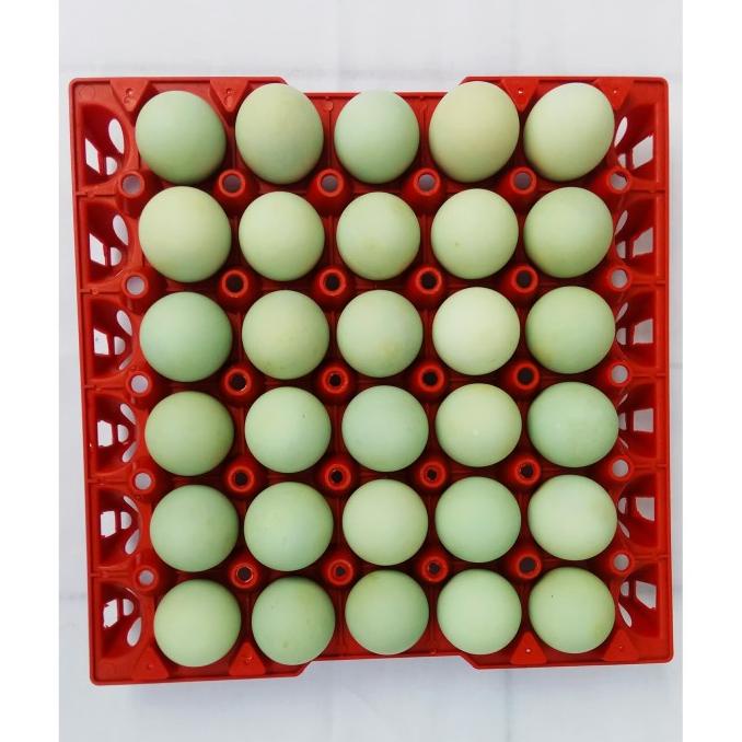 

Paket 30 Butir Telur Asin Matang Fresh Masir Berminyak (CAMPUR) Es7