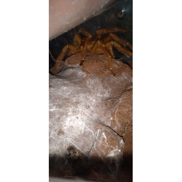 Orange Baboon Tarantula | Pterinochilus Murinus | Mature Male