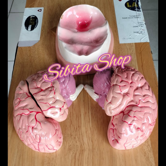 

[Fiber] Model Otak AnatomiAlat PeragaManekinManikin
