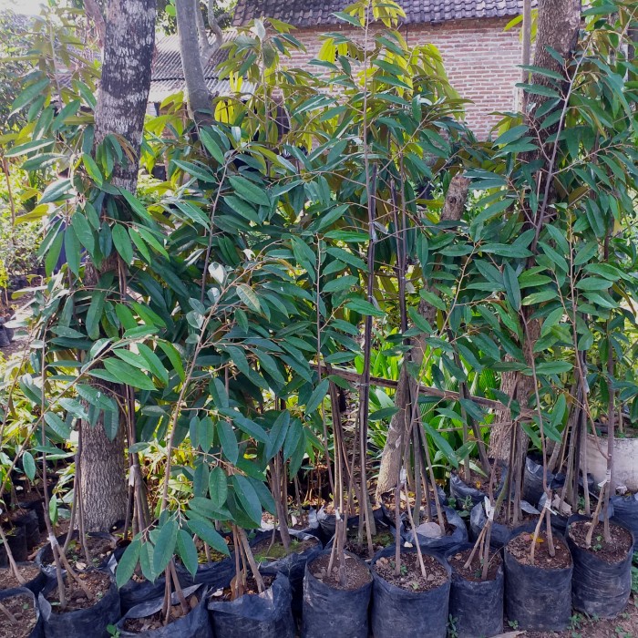 READY Bibit Tanaman Buah Durian Ochee Duri Hitam Kaki 3 Tinggi 1 Meter Lebih